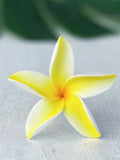 FRANGIPANI -S9