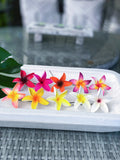 FRANGIPANI -S9