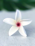 FRANGIPANI -S9