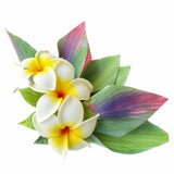 Hair clip -FRANGIPANI