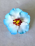 HIBISCUS-S1