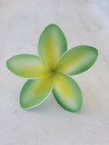 FRANGIPANI -M6