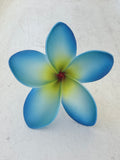 FRANGIPANI -M6