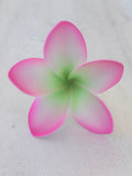FRANGIPANI -M6