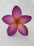 FRANGIPANI -M6