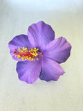 HIBISCUS -M1