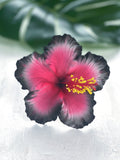 HIBISCUS -M2