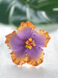 HIBISCUS -M2