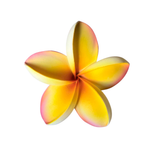 FRANGIPANI -M8
