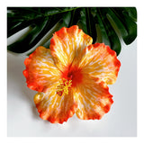 HIBISCUS -XL3