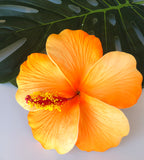 HIBISCUS -L3