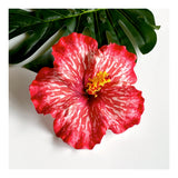 HIBISCUS -XL3