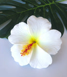 HIBISCUS -L3