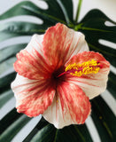 HIBISCUS -L1