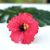 HIBISCUS -M6